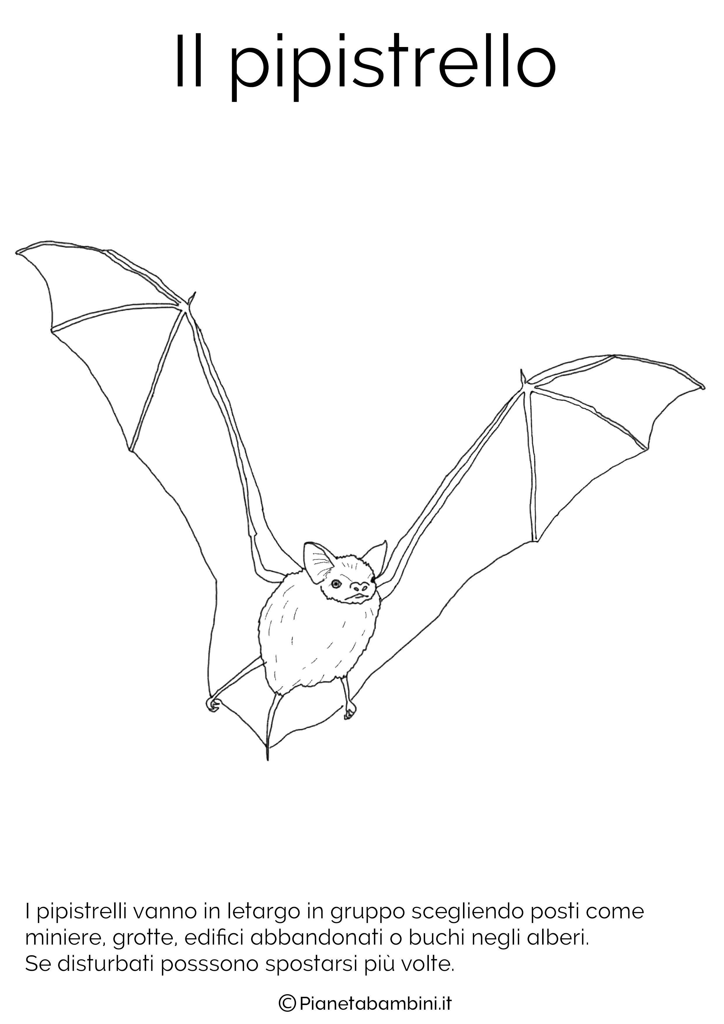 Immagini Da Colorare Animali In Letargo