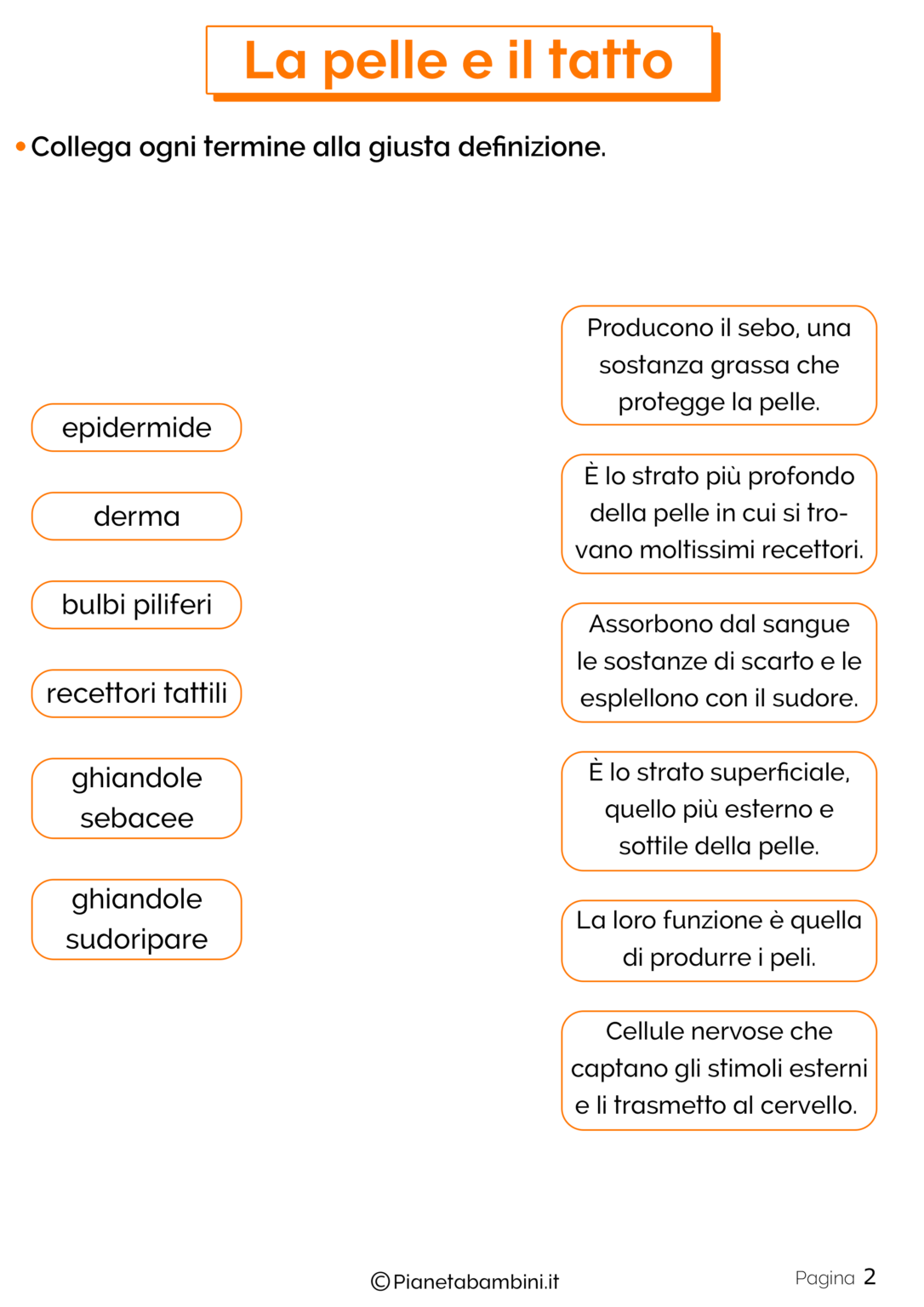 La Pelle E Il Tatto Schede Didattiche Per La Classe Quinta