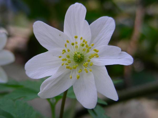 Immagine del fiore di primavera Anemone