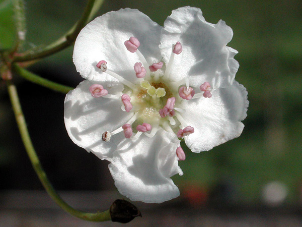 Immagine del fiore di primavera Biancospino