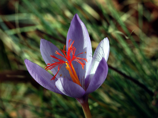 Immagine del fiore di primavera Croco