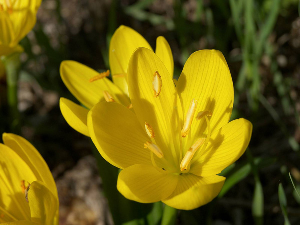 Immagine del fiore di primavera Fresia
