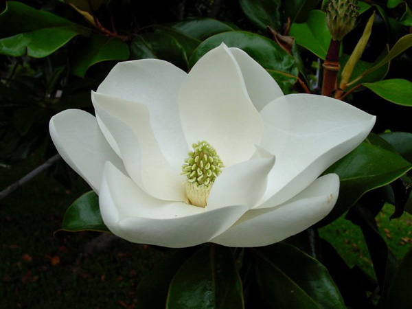 Immagine del fiore di primavera Magnolia