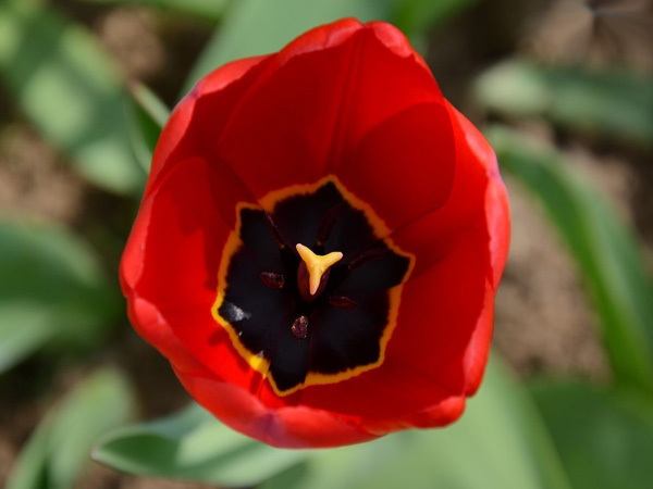 Immagine del fiore di primavera Tulipano