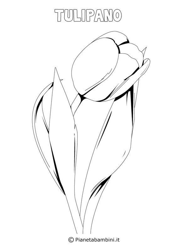Fiore tulipano da colorare