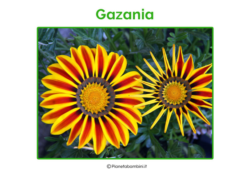 Come Si Scrive Fiori In Inglese