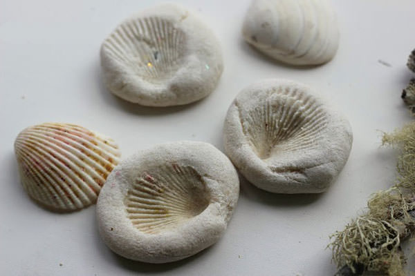 Come creare dei fossili con le conchiglie
