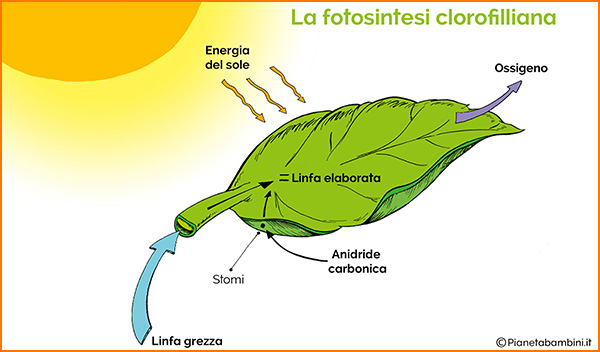 Schede didattiche sulla fotosintesi clorofilliana