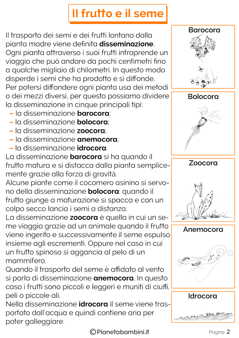 Il Frutto e il Seme: Schede Didattiche per la Scuola Primaria ...