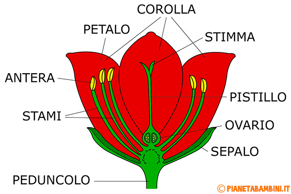 Schema illustrato sulle parti del fiore