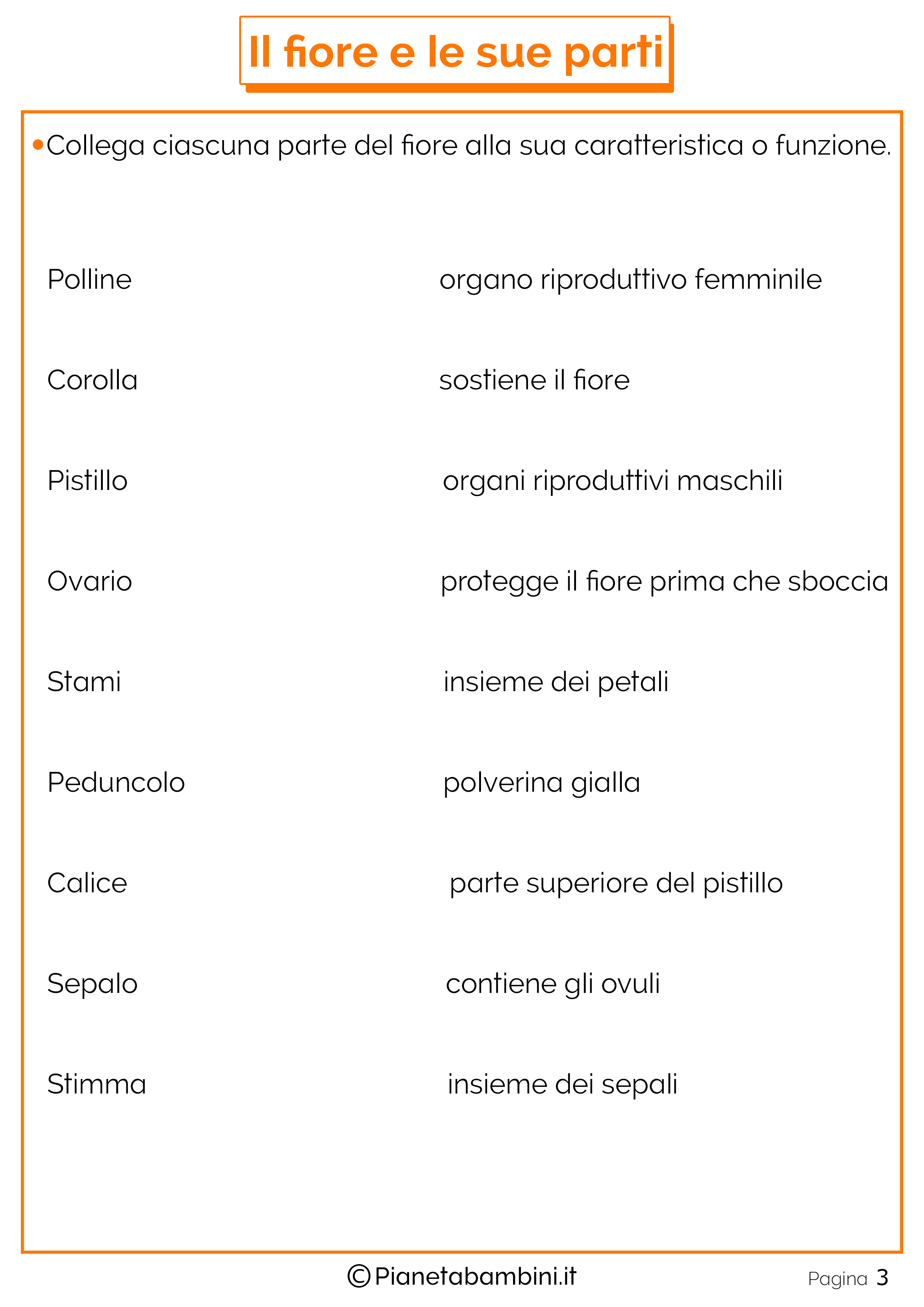 Le Parti Del Fiore Schede Didattiche Per La Scuola Primaria Pianetabambini It