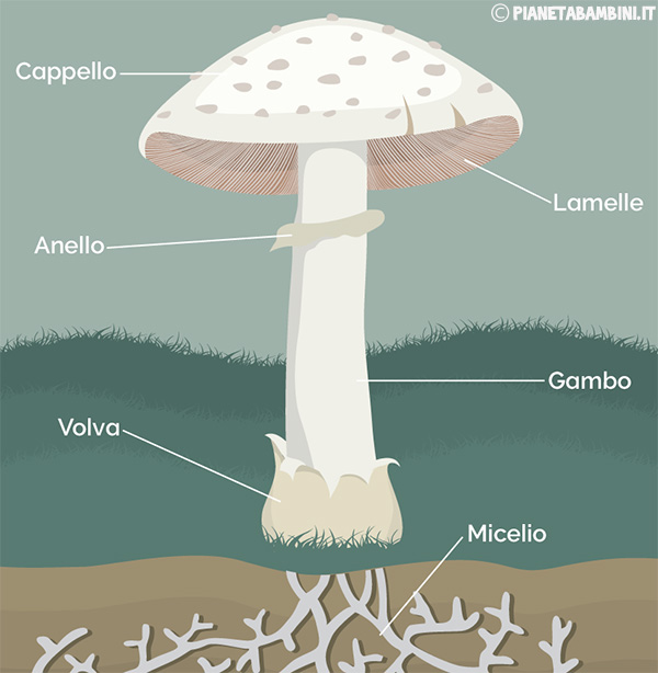 Schema sulle parti del fungo