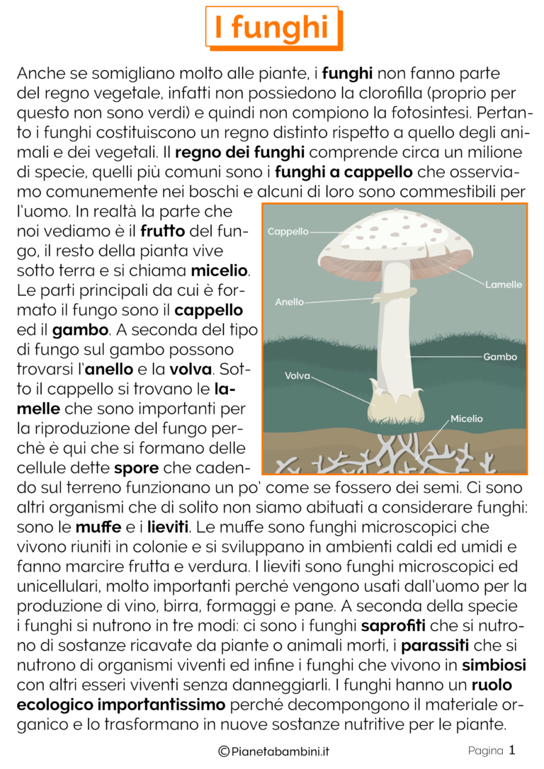I Funghi Schede Didattiche per la Scuola Primaria I Funghi Schede Didattiche per la Scuola Primaria