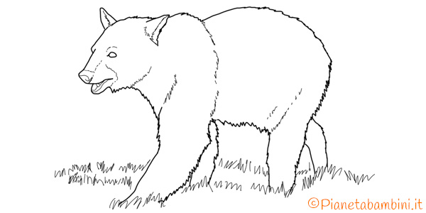 Disegno di L'orso dal collare da colorare