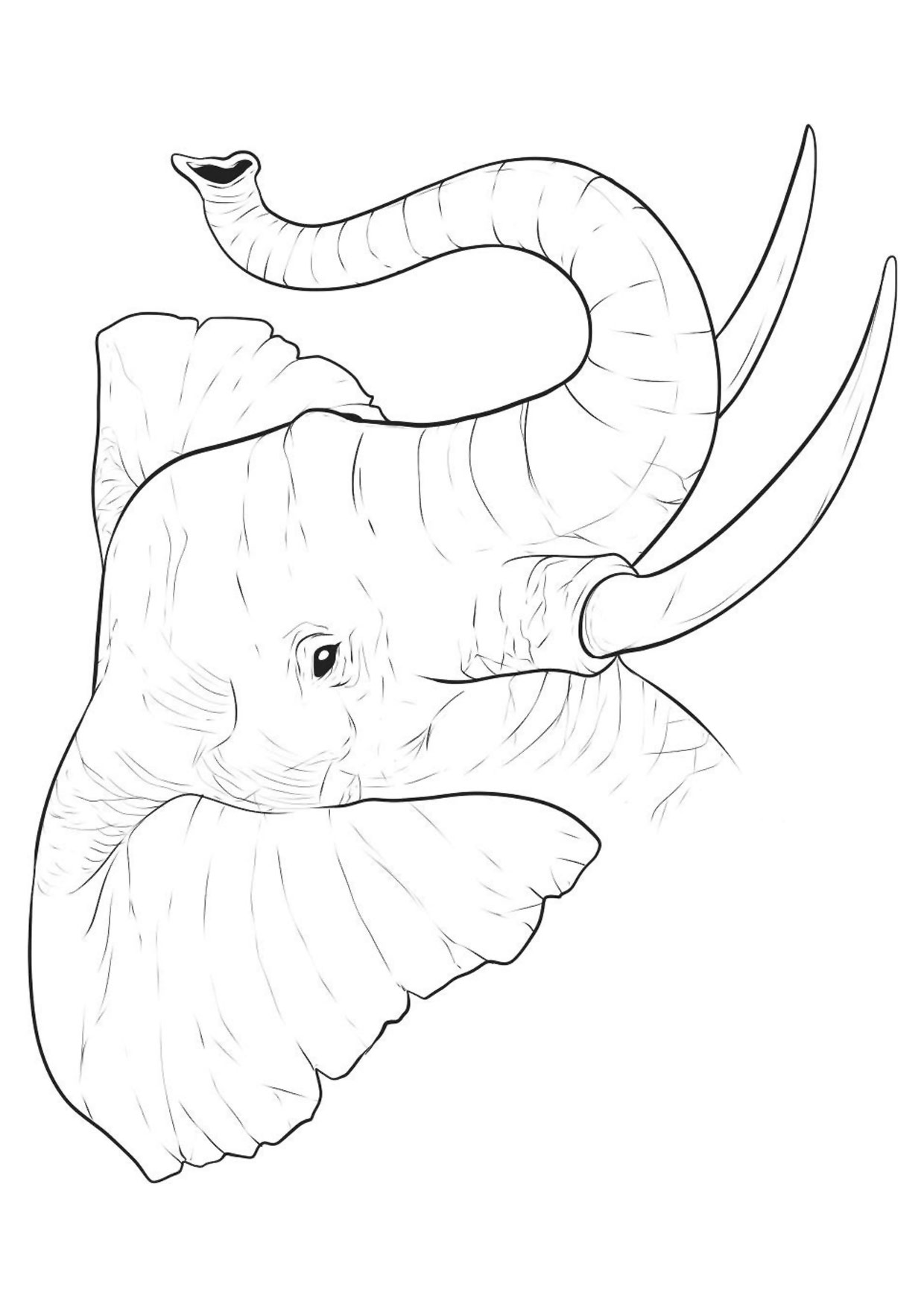 Disegno di elefanti da colorare 26