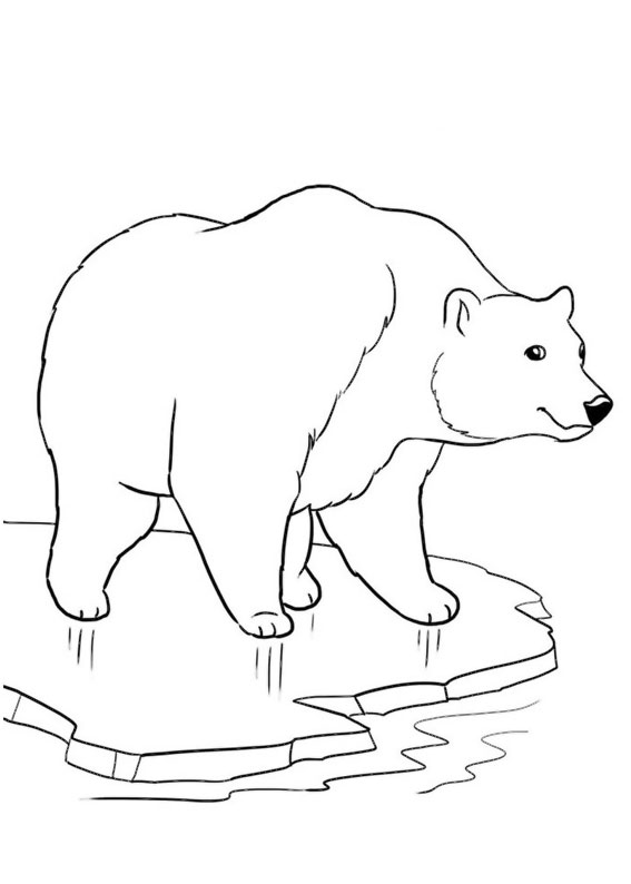 Disegno di L'orso dal collare da colorare