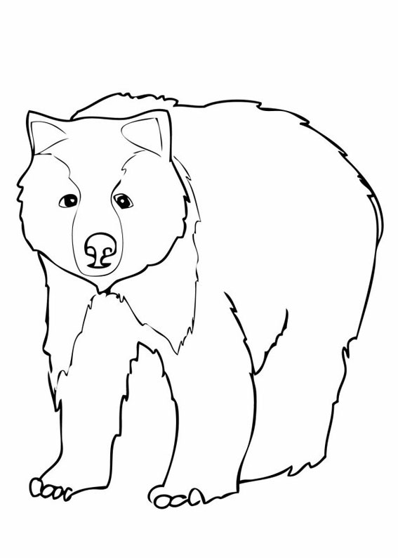 Orso da colorare 154 • Disegni da Colorare