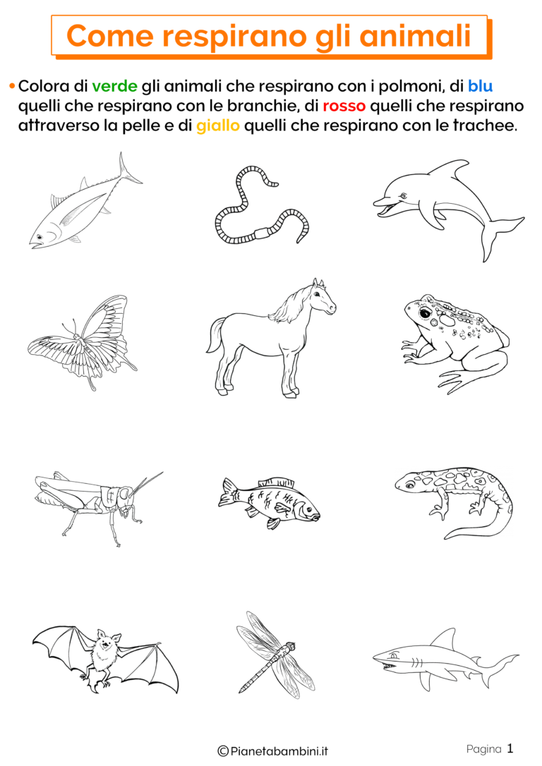 Come Respirano gli Animali Schede Didattiche per la Scuola Primaria