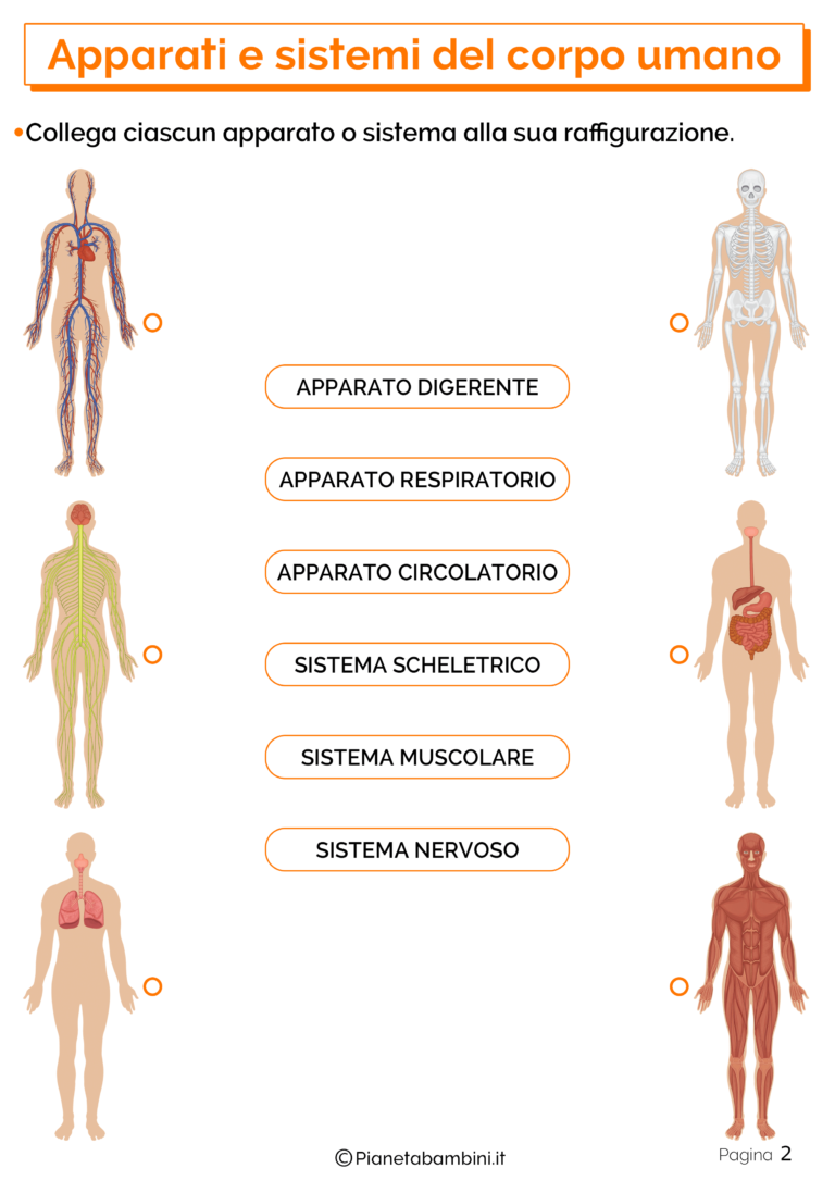 Apparati E Sistemi Del Corpo Umano Schede Didattiche Per La Scuola