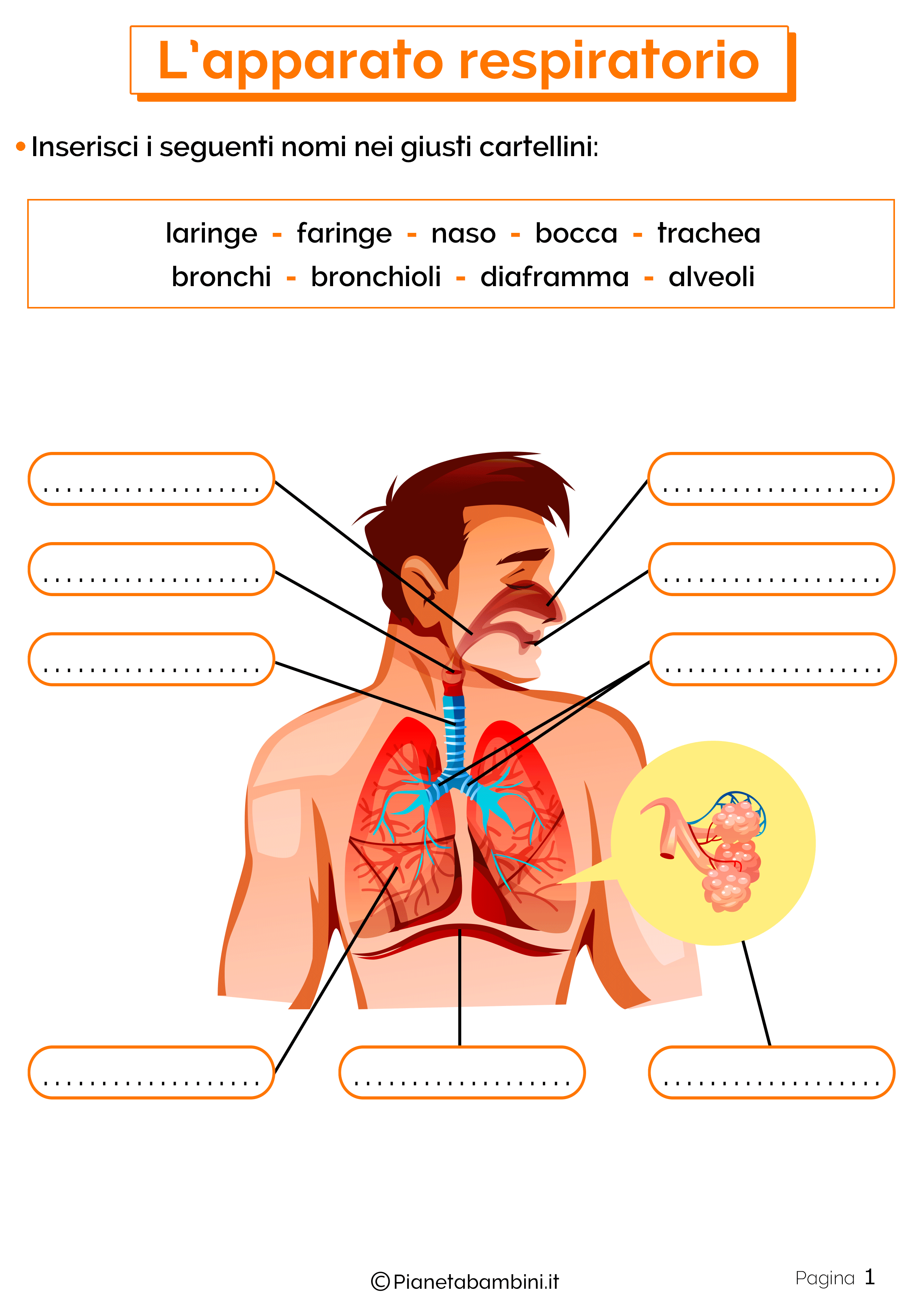 Esercizi sull'apparato respiratorio 1