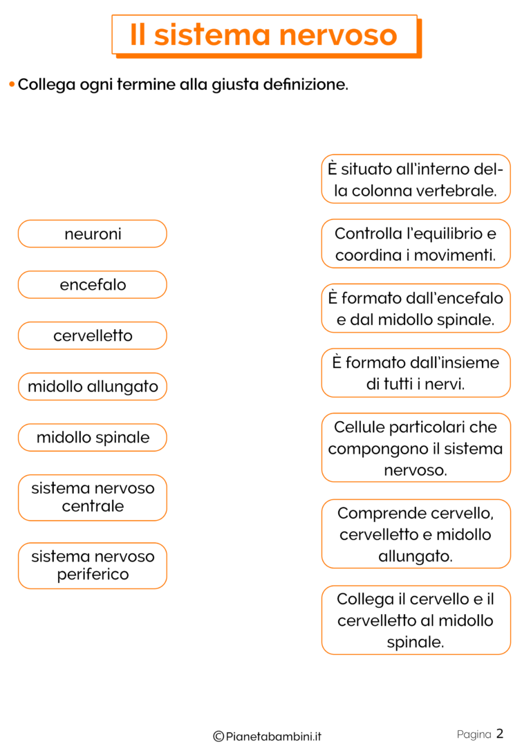 Il Sistema Nervoso: Schede Didattiche per la Scuola Primaria