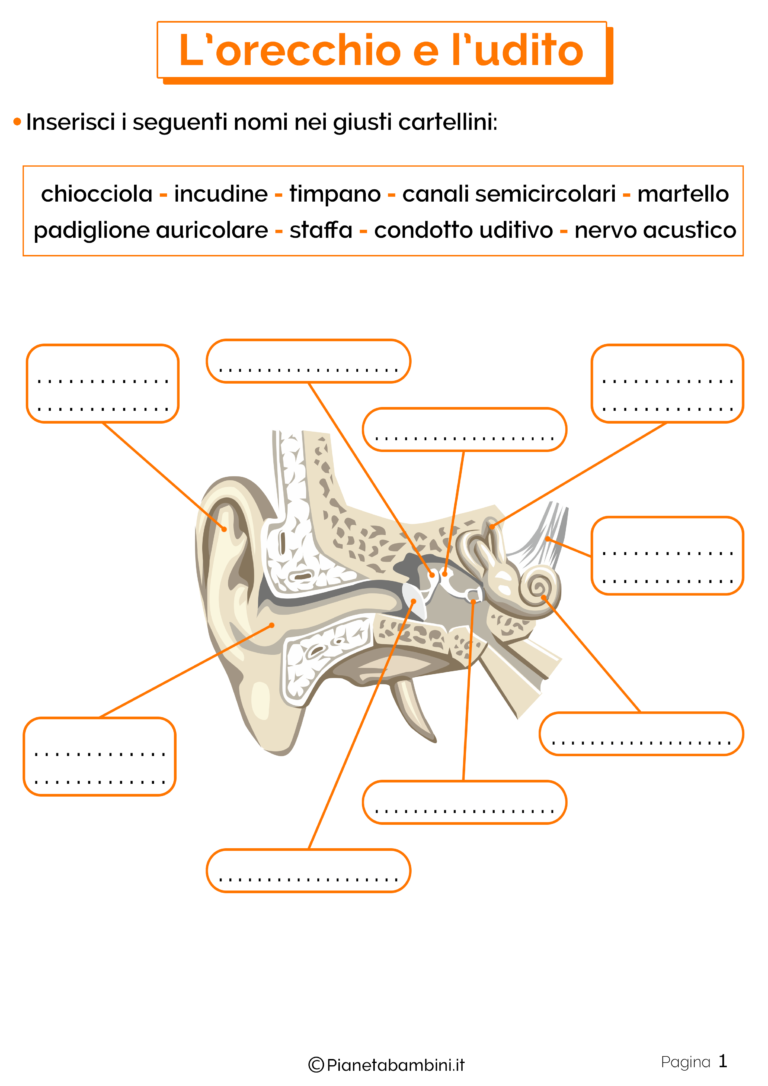 L'Orecchio e l'Udito Schede Didattiche per