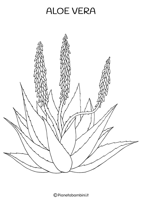 Fiore Aloe Vera da colorare