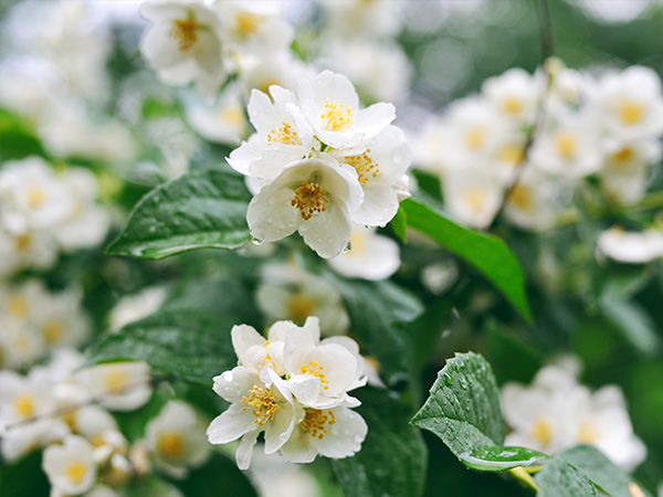 Immagine del fiore di primavera Gelsomino