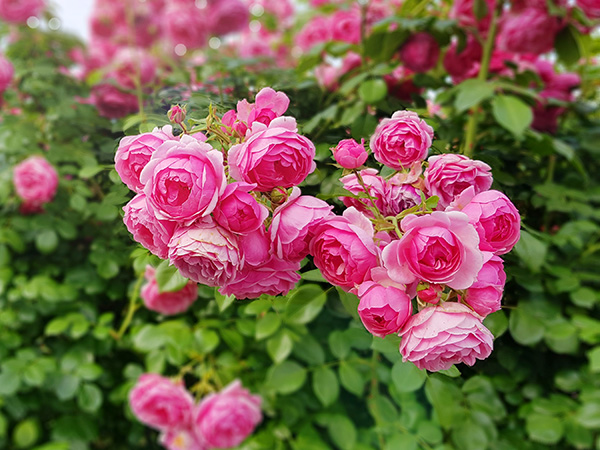 Immagine del fiore di primavera Rosa Rampicante