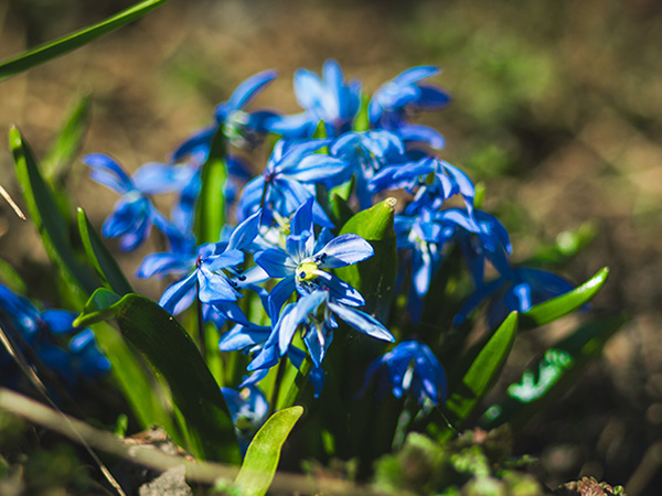 Immagine del fiore di primavera Scilla