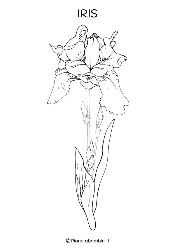 Fiore Iris da colorare
