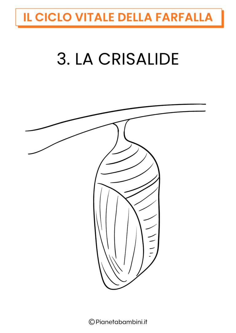 Il Ciclo Vitale Della Farfalla Da Colorare Pianetabambini It