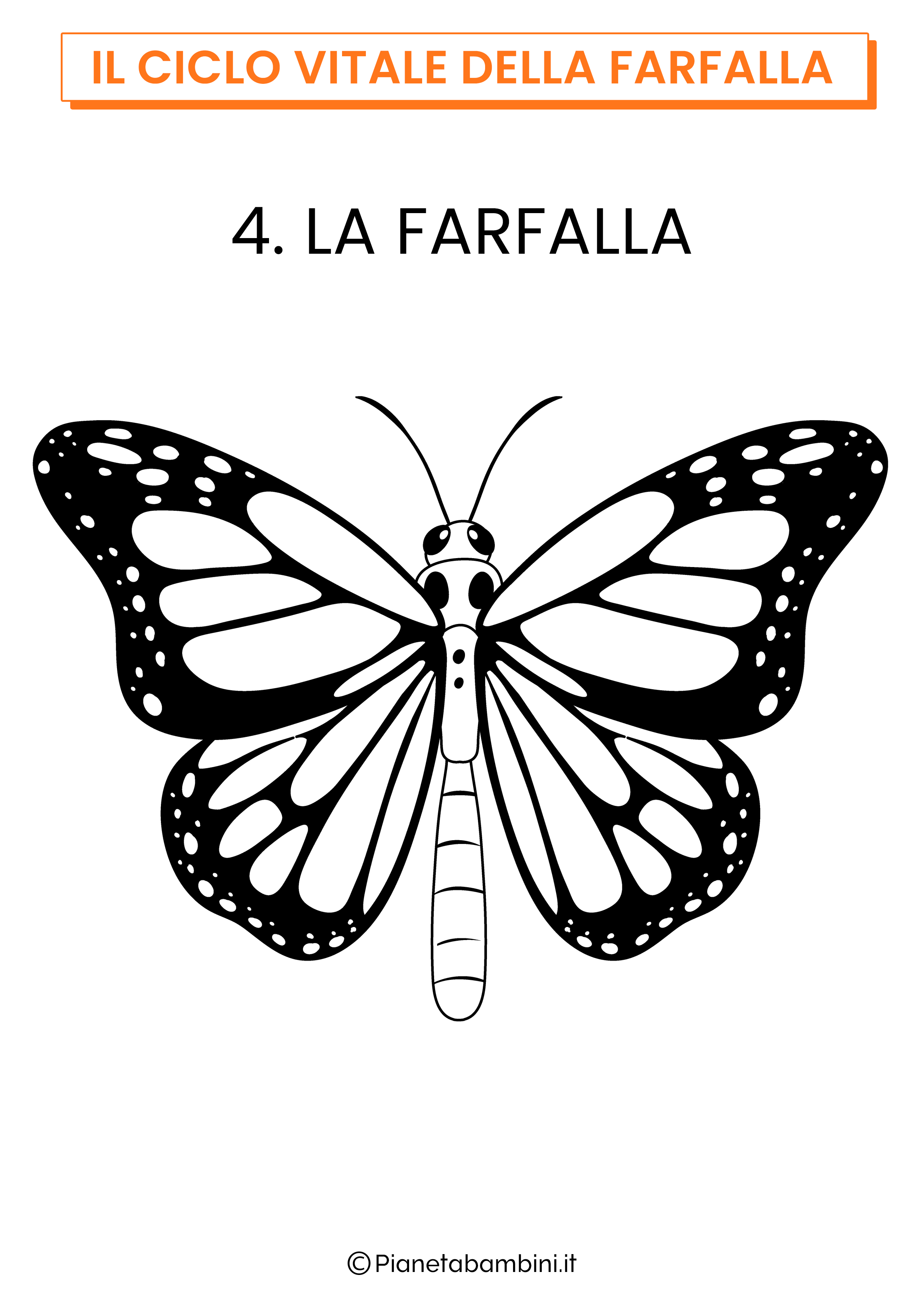 Ciclo vitale della farfalla stampare e colorare 4