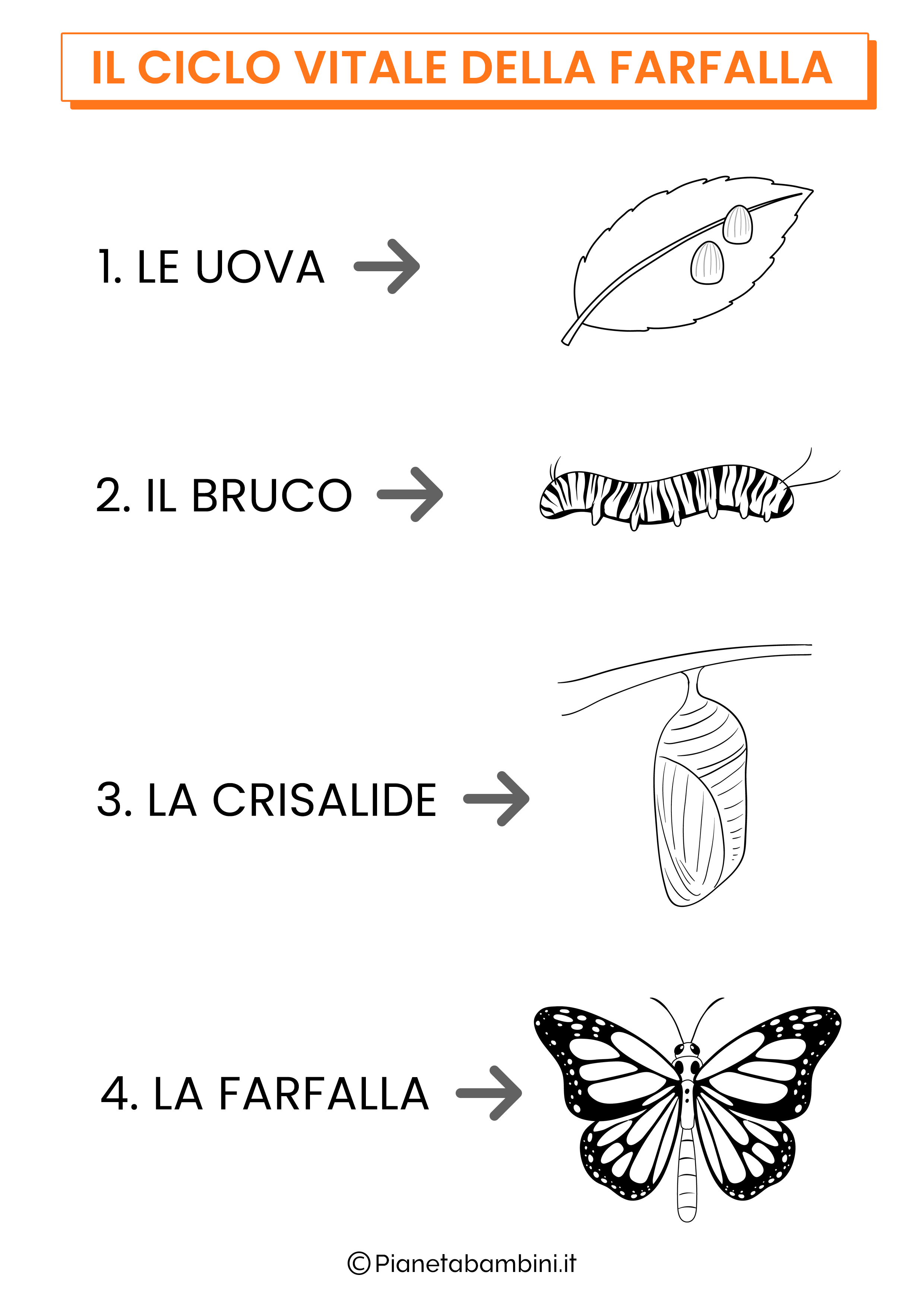 Ciclo vitale della farfalla stampare e colorare 5