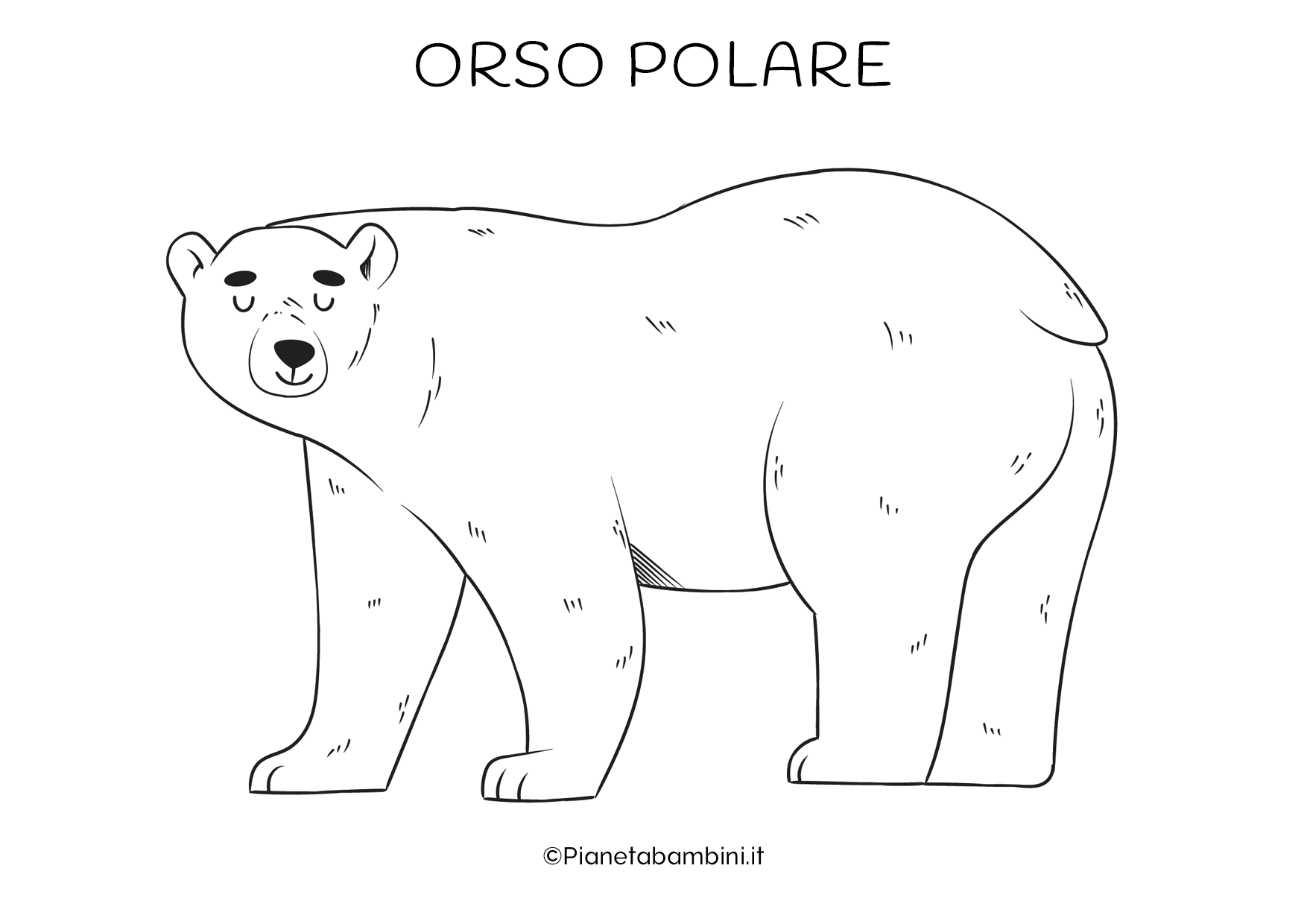 Disegno di Orso polare da colorare  Disegni da colorare e stampare gratis