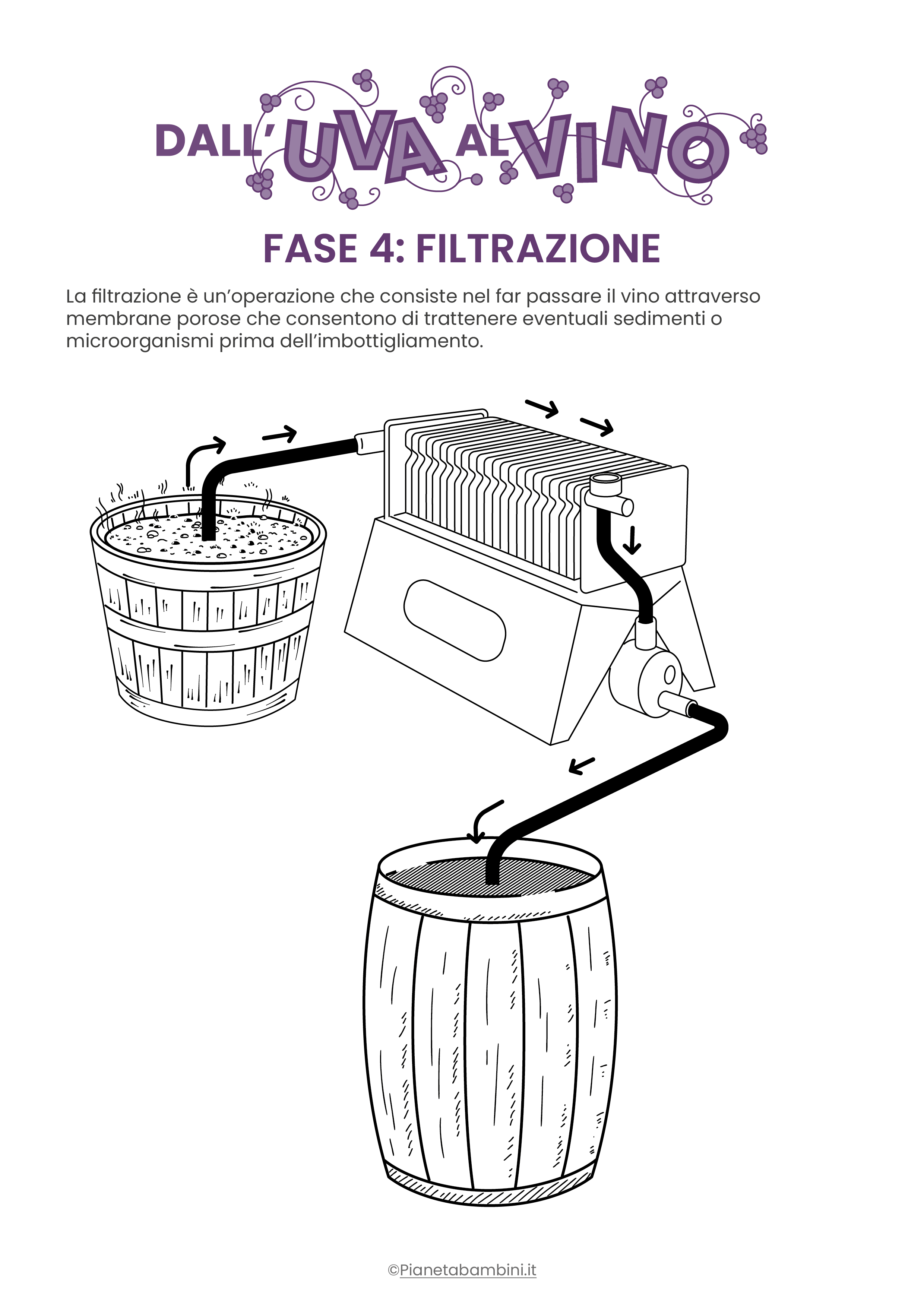 Fasi dall'uva al vino da stampare e colorare 4