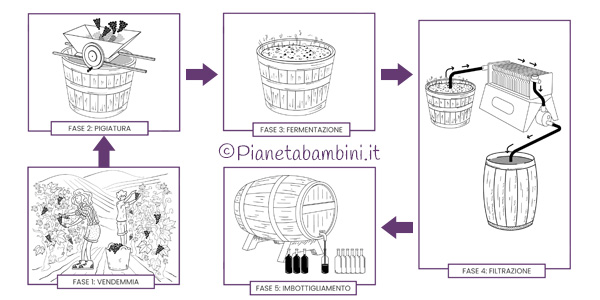 Disegni delle fasi di produzione dell'uva al vino da stampare