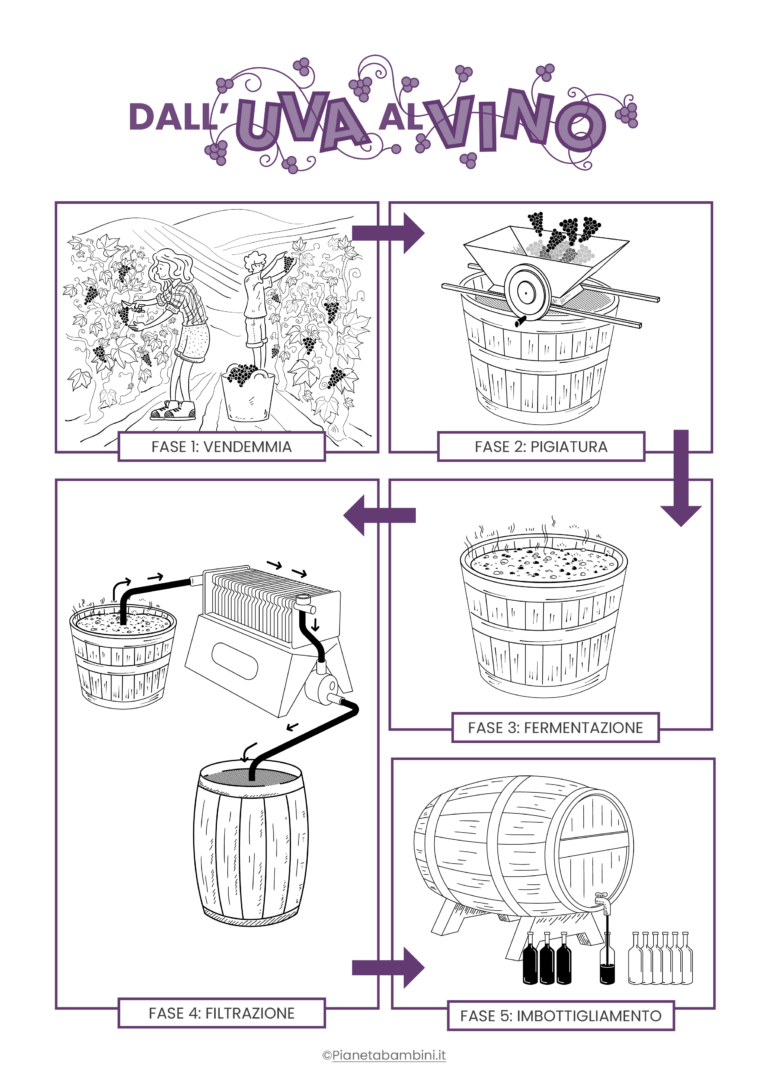 Dall Uva Al Vino Disegni Delle Fasi Da Colorare Pianetabambini It