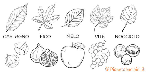 Disegni da colorare di frutta e foglie autunnali