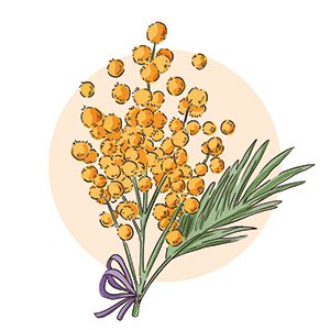Cosa simboleggia la mimosa per la festa della donna