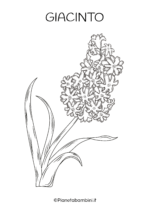 Fiore di giacinto da colorare