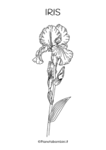 Fiore di iris da colorare