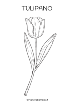 Fiore di tulipano da colorare