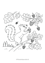 Disegno di scoiattolo da stampare e colorare nr. 13