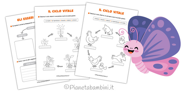 Schede didattiche sul ciclo vitale per la classe seconda Schede didattiche sul ciclo vitale per la classe seconda della Scuola Primaria