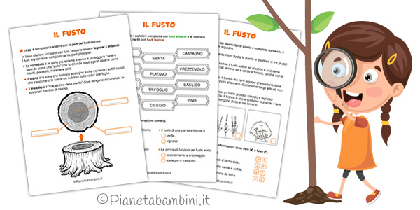Schede didattiche sul fusto delle piante per la classe seconda Schede didattiche sul fusto delle piante per la classe seconda della Scuola Primaria