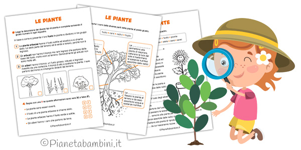 Schede didattiche sulle piante per la classe seconda Schede didattiche sulle piante per la classe seconda della Scuola Primaria