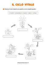 Scheda didattica sul ciclo vitale per la classe seconda nr. 2