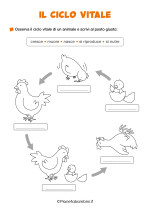 Scheda didattica sul ciclo vitale per la classe seconda nr. 3