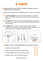 Scheda didattica sul fusto delle piante per la classe seconda della Scuola Primaria nr. 1